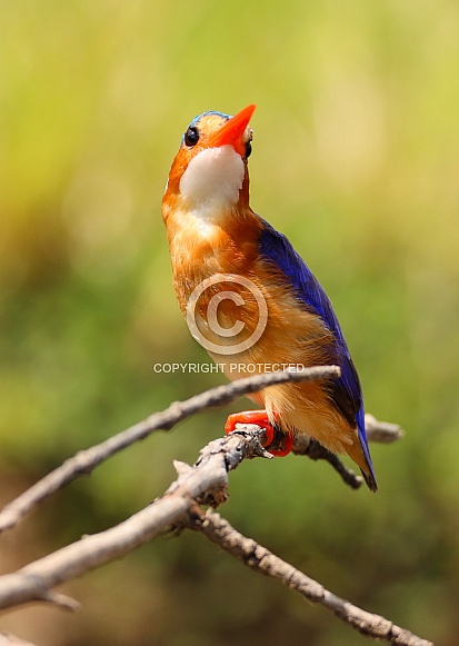 Malachite Kingfisher