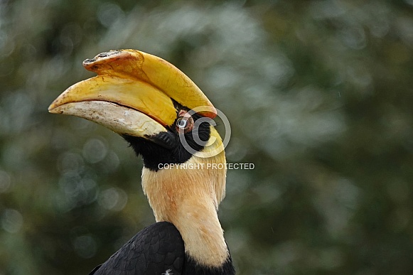 Great Hornbill Great Hornbill