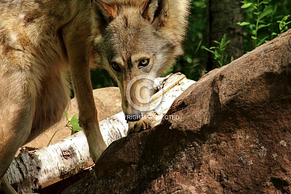 Wolf and Wolf Pups