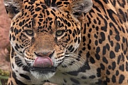 Jaguar Close Up Licking Lips