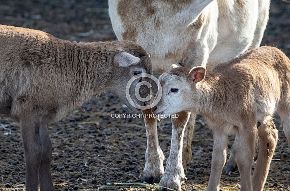 Baby sheep Lambs