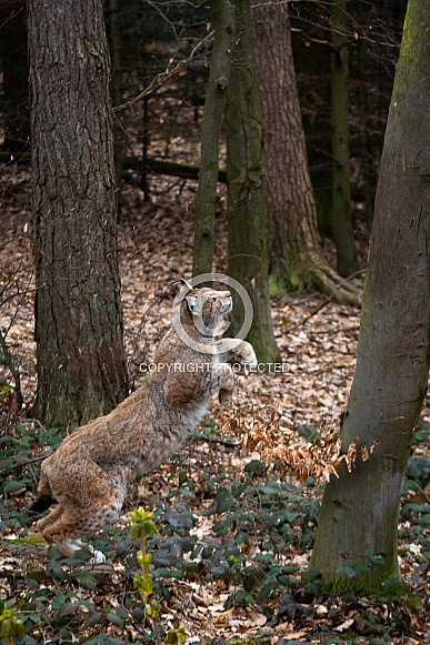 jumping Lynx