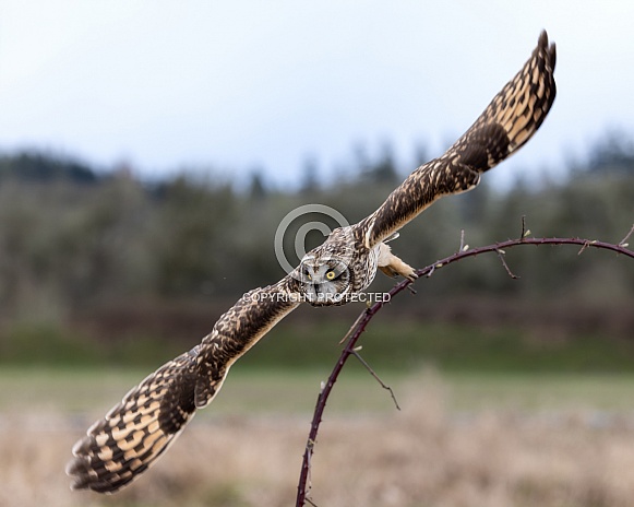 Short Eared Owl--Short Eared Owl Wing Span