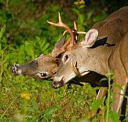 White tail deer