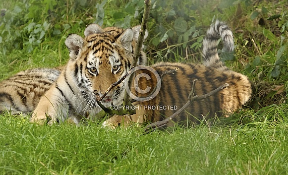 Tiger cub