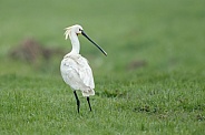 The Eurasian spoonbill