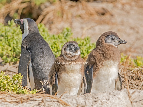 Baby African Penguins