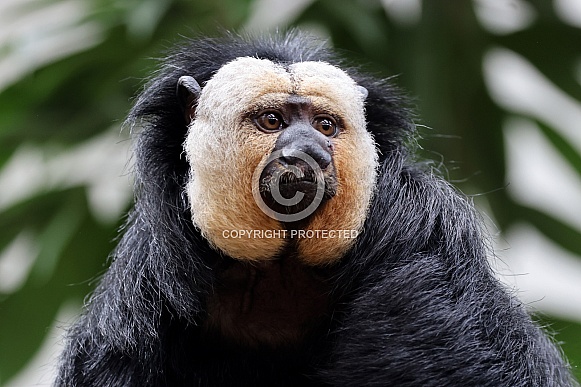 white-faced saki (Pithecia pithecia)