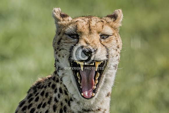 Cheetah yawning
