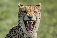 Cheetah yawning