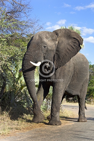 African Elephant - Zimbabwe African Elephant - Zimbabwe