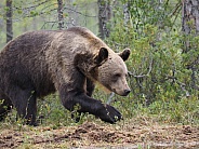 Eurpoean brown bears