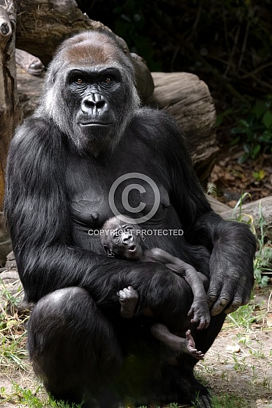 Western Lowland Gorilla