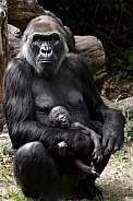 Western Lowland Gorilla