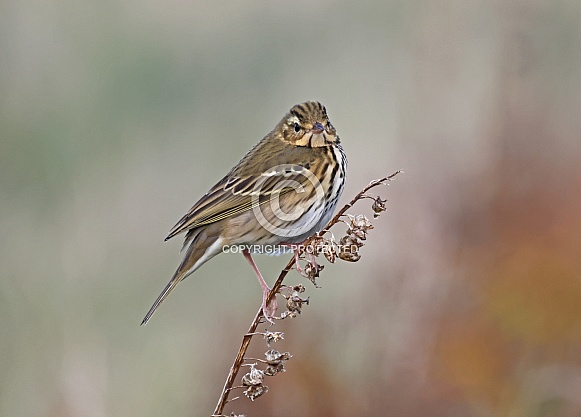 Olive backed Pipit