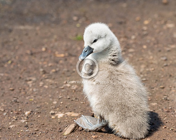 Cygnet Cygnet