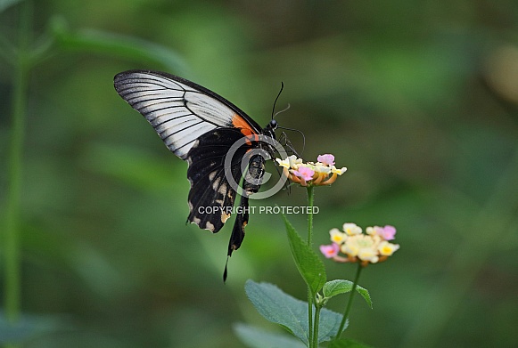 Common Mormon