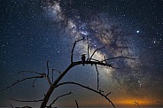Hoopoe in night sky