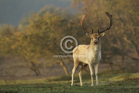 Fallow Deer Stag Fallow Deer Stag