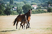 Warmblood Mare and Foal