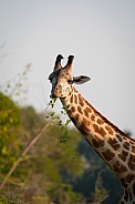 Portrait of giraffe eating