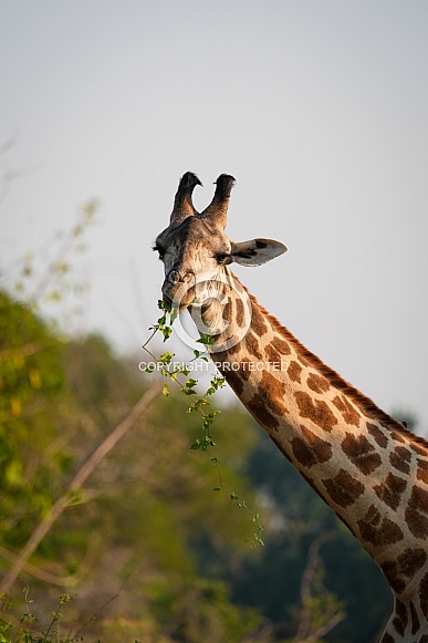Portrait of giraffe eating