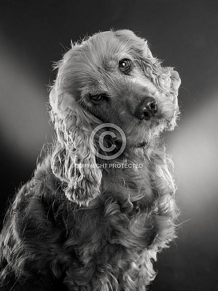 Cocker Spaniel