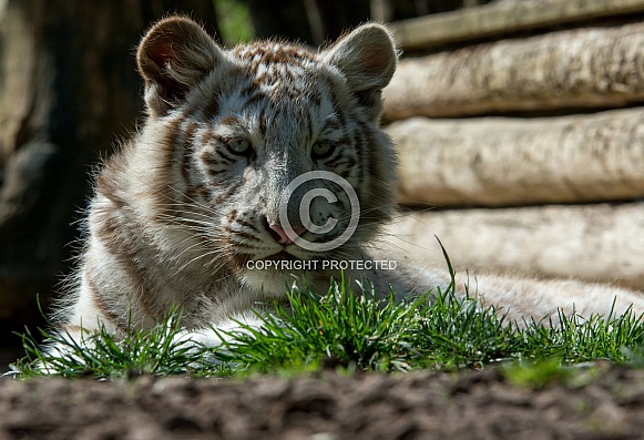 White Tiger Cub White Tiger Cub
