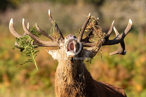 Red deer