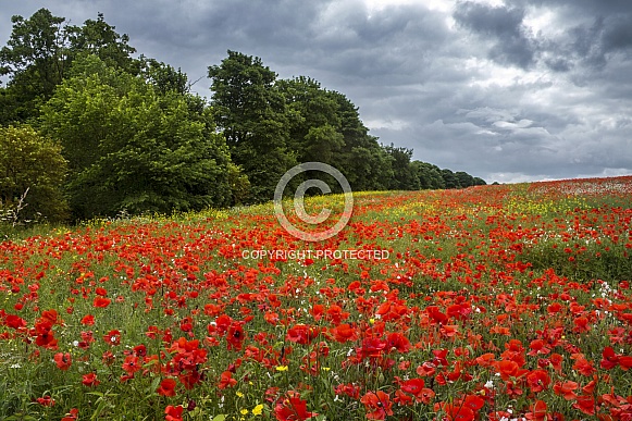 Country meadow of wild flowers - Yorkshire -England