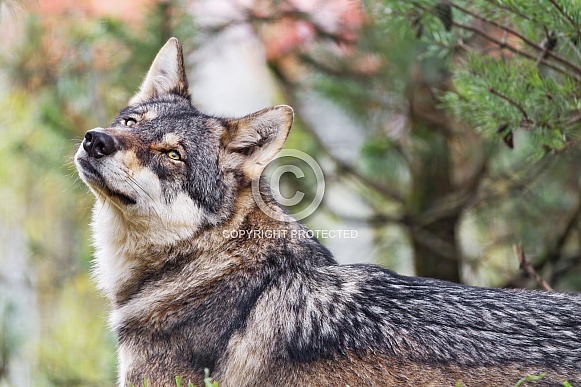 Pretty wolf portrait Pretty wolf portrait