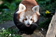 Red panda (Ailurus fulgens)
