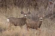 Mule Deer, Odocoileus hemionus