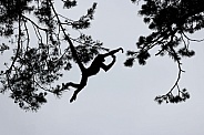 The Colombian spider monkey (Ateles fusciceps rufiventris)