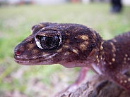 Thick-Tailed Gecko