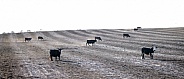 Herd of cows grazing in a fresh sparse plowed field, meadow or pasture with rows and lines in the dirt black and white sepia color effect