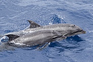 Common Bottlenose Dolphin (wild)