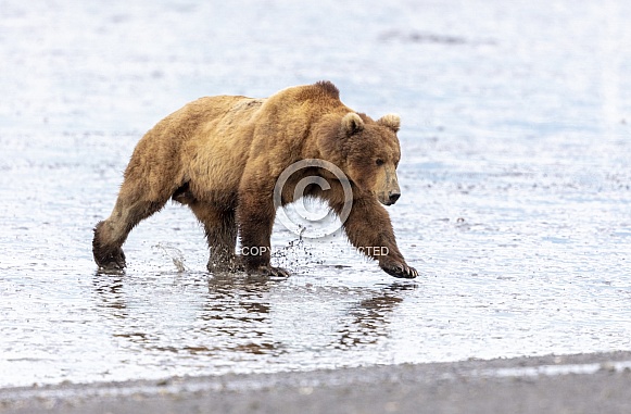 Splashing through the mud at low tide is a large male bear