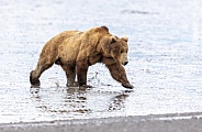Splashing through the mud at low tide is a large male bear