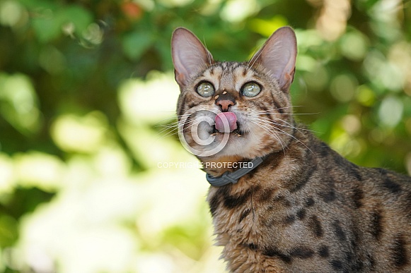 Bengal Cat