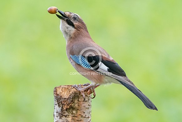A juggling Jay