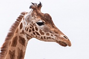 Kordofan Giraffe Side Profile Head Shot