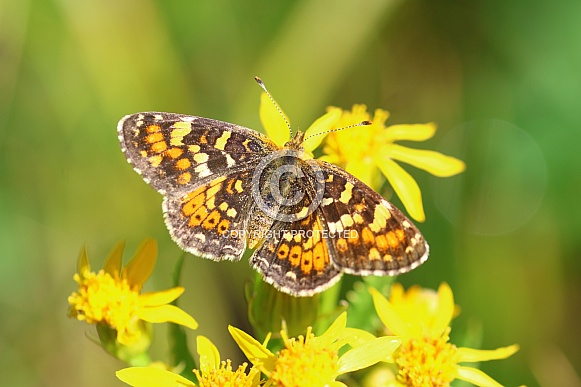 Field Crescent butterfly