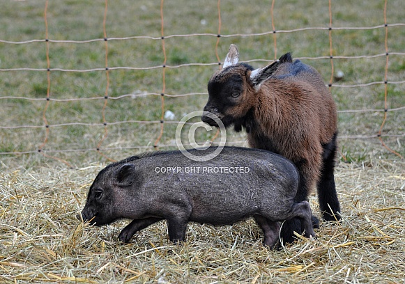 Miniature Pig and Goat