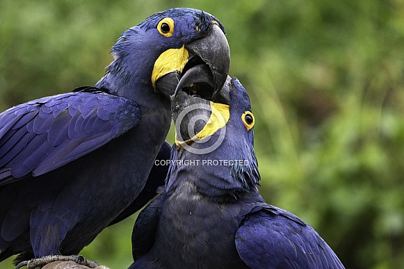 Hyacinth Macaws Joined Beaks
