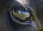 Cows eye reflections