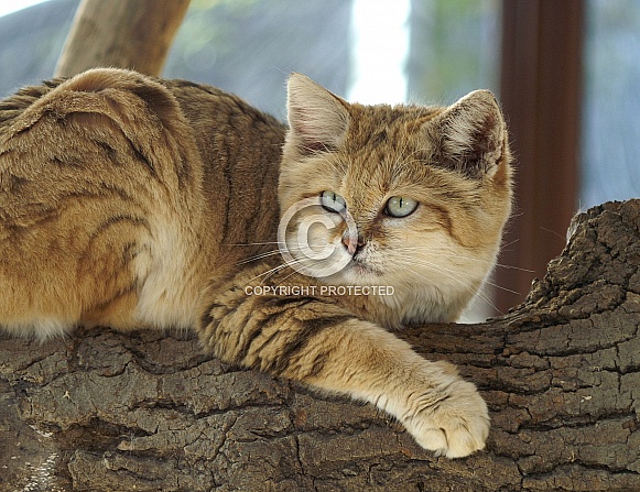 Sand Cat Sand Cat