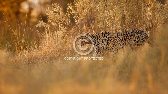 African leopard female pose in beautiful evening light