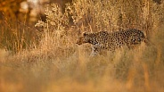 African leopard female pose in beautiful evening light