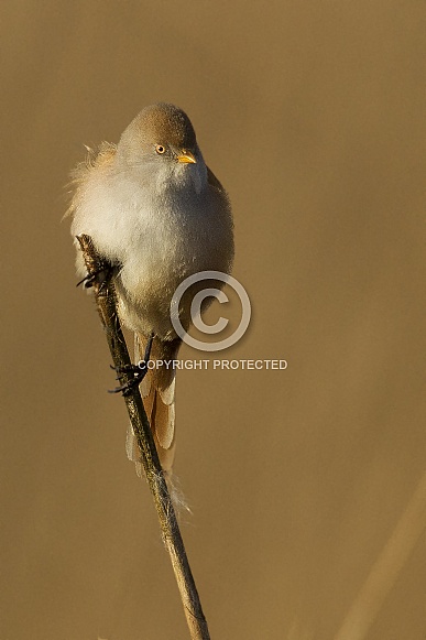 The bearded reedling